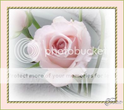 photo Rose2_zps82e06772.jpg