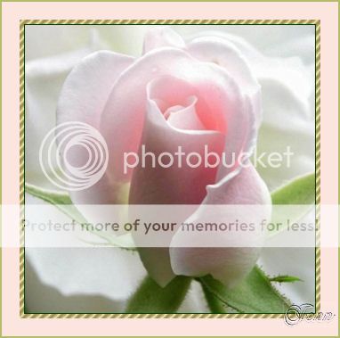photo Rose4_zps5f79393a.jpg