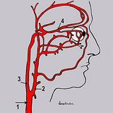 th_Internal_Carotid.jpg?t=1329318889