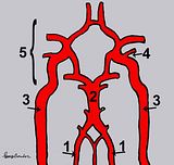 th_Vertebral_Artery.jpg?t=1329318891